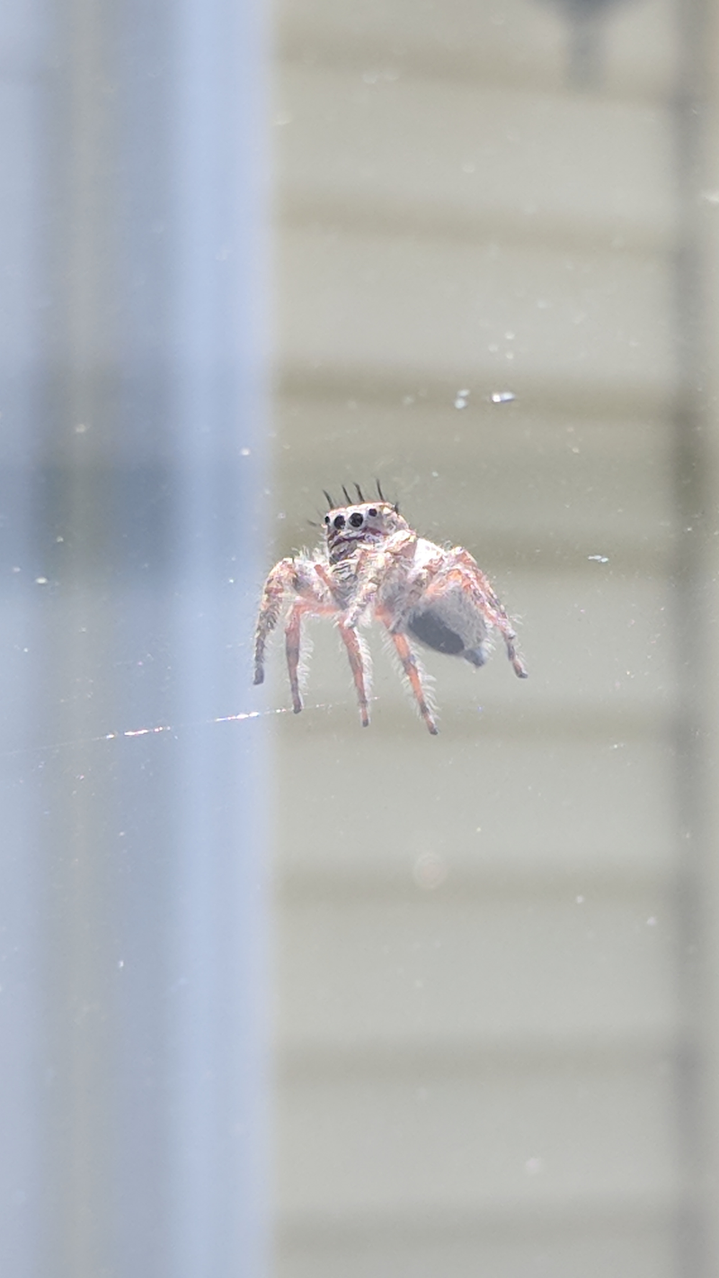 Illustration for article titled All Hail Spiderbro